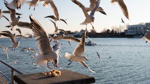 A flack of white seagulls flying over the sea near the fence on a sunny day