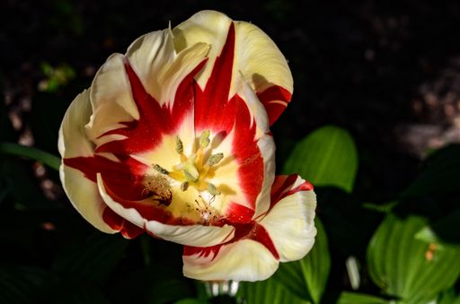 A closeup of a red and white tulip with blurred leaves in the background