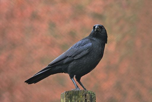 A black crow perched atop a wooden fence post against a rural brown backdrop