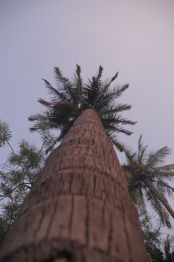 A low angle shot of a palm tree under a clear sky