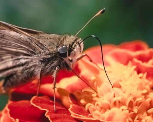 Extreme close-up of a tan and brown Skipper Butterfly using its long proboscis tongue to retrieve nectar from an orange marigold flower. New York USA