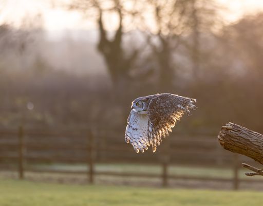 A majestic owl in flight over a sunlit rural landscape.