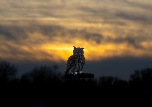 An owl perched atop a tall post stands silhouetted against the colorful backdrop of a sunset sky.