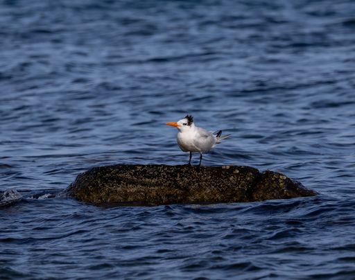 A royal tern perched on a rocky outcrop in a picturesque ocean setting.