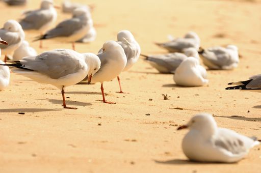Seagulls at Manly Beach Hundreds of gulls tries to take shelter from the strong winds and waves at  Manly Beach, Sydney, New South Wales, Australia.