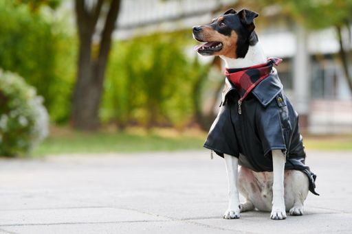 A closeup of a Ratonero Bodeguero Andaluz dog wearing clothes in a park with a blurry background