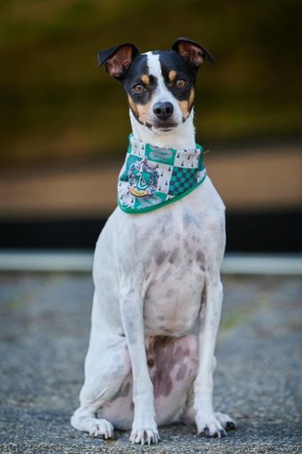 A portrait of a Ratonero Bodeguero Andaluz dog with a bandana standing on the ground outdoors