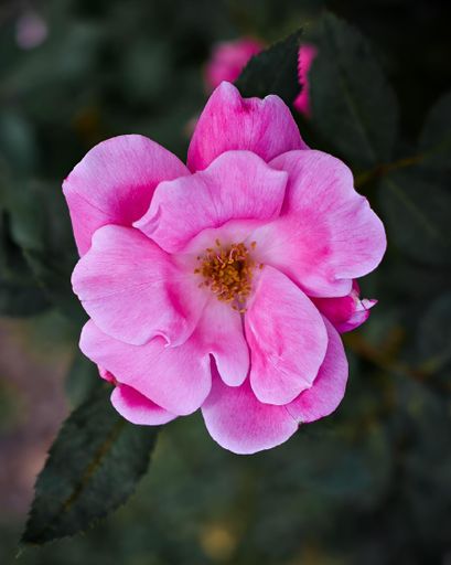 A top view of a pink flower growing in a park