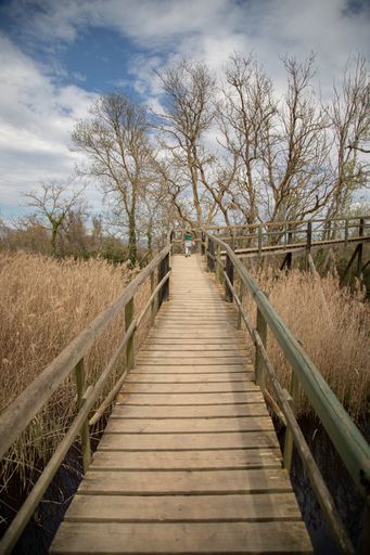 A little girl walking along a wooden pathway through a lush forest. Aiguamolls de l'Emporda, Spain