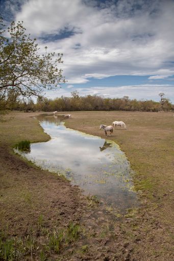 A group of horsea near a tranquil pond in a meadow. Aiguamolls de l'Emporda, Spain