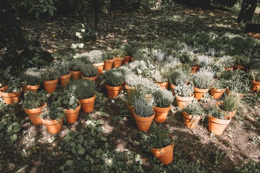 A high angle shot of pots of houseplants in the middle of the trees
