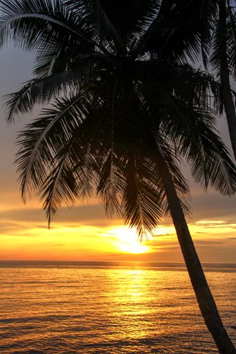 A palm tree on a tropical beach during a sunset at the island of Koh Chang, Thailand. It is summer and the weather is beautiful and warm.