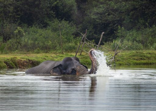 A closeup shot of an elephant in a river on a summer day