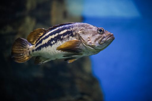 A selective focus shot of an exotic fish swimming underwater