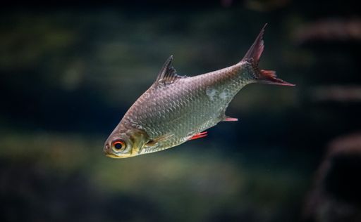A selective focus shot of a common rudd fish swimming underwater