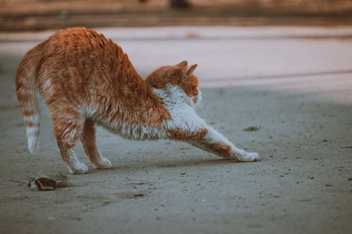 A closeup shot of a ginger and white cat stretching outdoors
