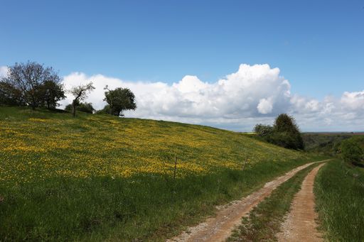 A narrow dirt road with grass growing in the middle on a hill with a meadow beside it