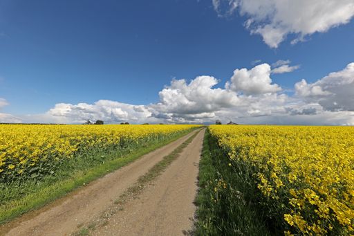 A gorgeous meadow during spring with vibrant yellow flowers under a cloudy sky and a narrow path in the middle