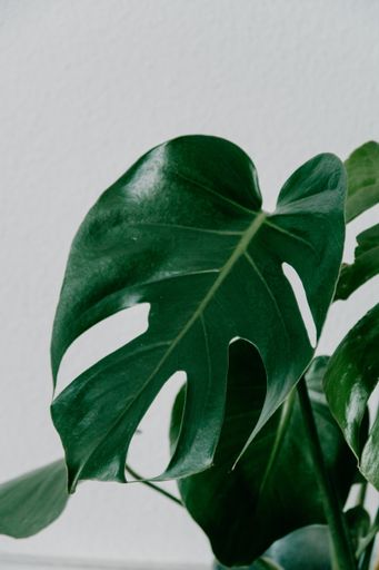 A closeup shot of a green artificial houseplant with a white wall in the background