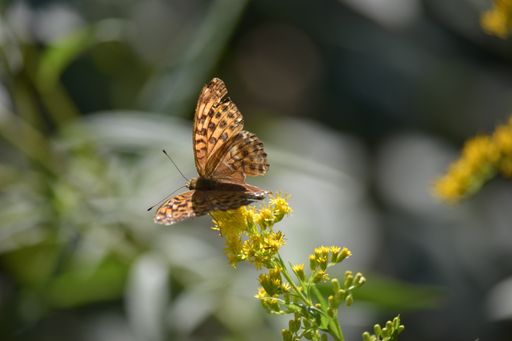 A selective focus shot of an orange butterfly with black spots collecting pollen from yellow flower