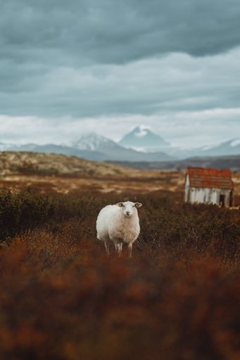 A sheep stands in an open grassland area with mountains in the background. Norway