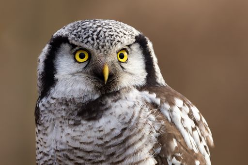 A close-up image of a northern hawk owl