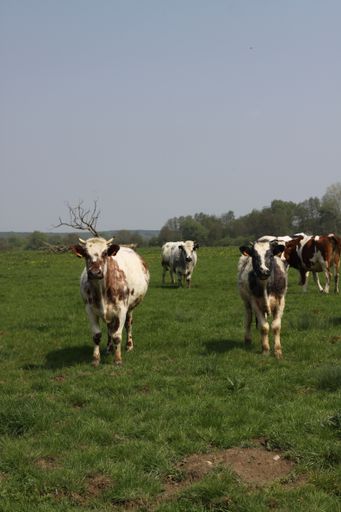 Colorful cows grazing near the forest during the daytime