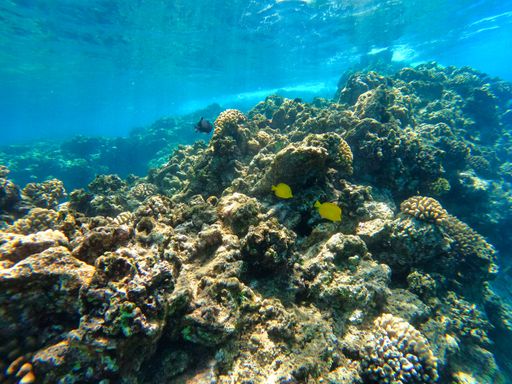 A closeup shot of rocks and corals underwater