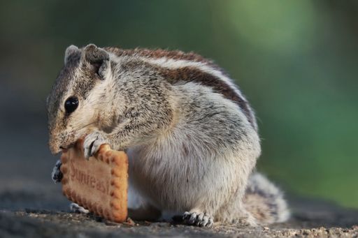 A closeup shot of an adorable gray chipmunk eating a cookie standing on the stone surface