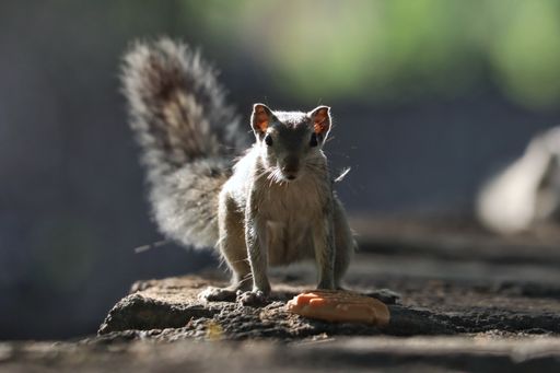 A closeup shot of an adorable gray chipmunk standing on the stone surface with a cookie
