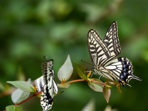 A closeup of a beautiful Chinese Yellow Swallowtail (Papilio xuthus) butterfly sitting on the plant