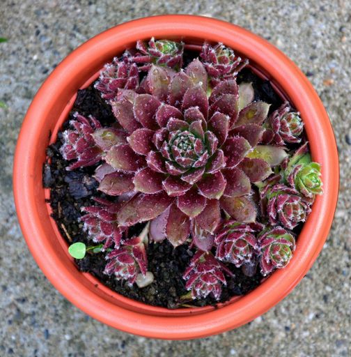A top view of a house-leek in a pot