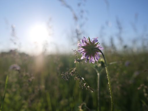 A natural view of a purple wildflower growing in a field against a bright sunny sky