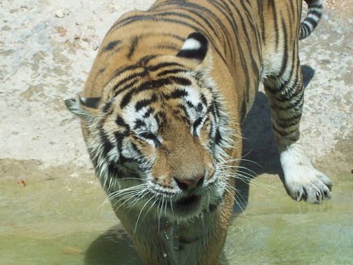 A closeup shot of a tiger on a water puddle in the zoo