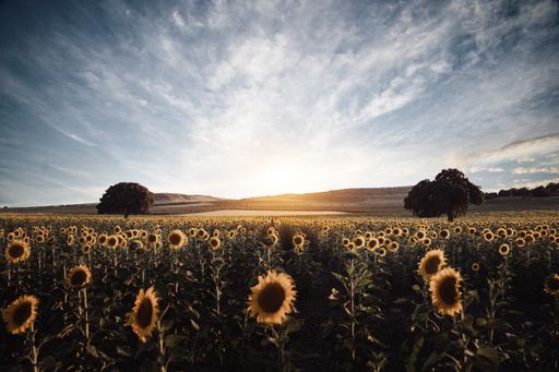 A scenic view of a vast sunflower field in the countryside against a rising sun background