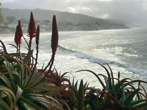 A scenic view of green plants against the ocean waves on a cloudy day