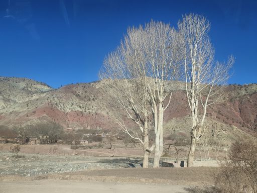 Two tall trees stand side by side in the middle of a dusty road in the arid desert landscape