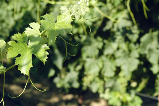 A closeup of grape leaves under the sunlight with a blurred background