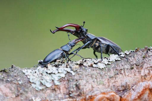 A close-up of two mating rhinoceros beetles on the bark of a tree branch