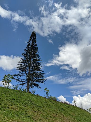 A vertical shot of a beautiful green landscape with trees under a cloudy sky