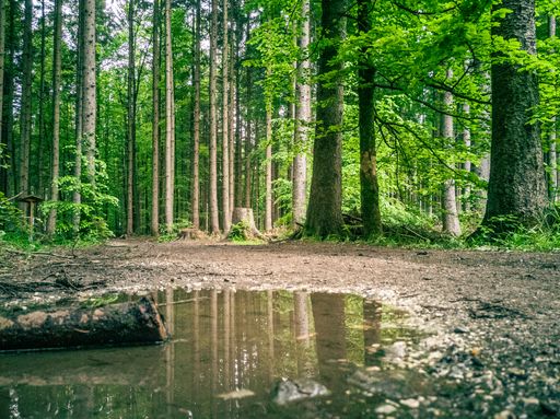 A small puddle between tall trees with thin trunks in the forest captured at daytime in spring