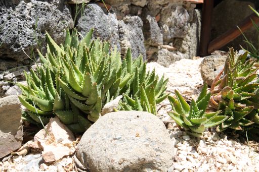 A high angle shot of aloe plant growing through rocks under sunlight