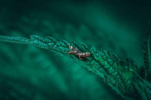 A selective focus shot of a butterfly on a green leaf with dark background