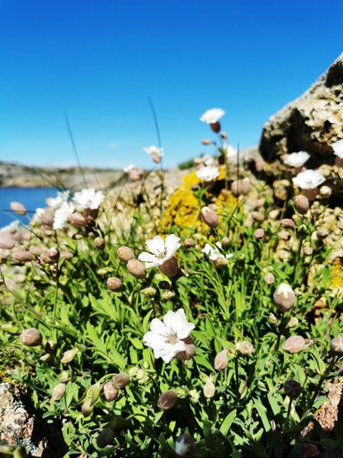 A scenic shot of a sea surrounded by stone mountains full of white flowers in Verdens Ende, Norway