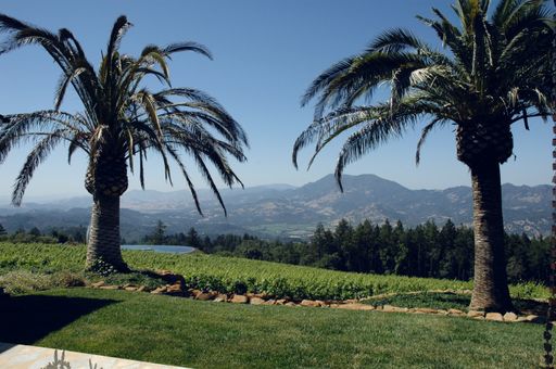 Two palm trees in a field covered in greenery surrounded by hills under the sunlight and a blue sky