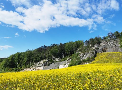 A selective focus shot of a field full of yellow flowers surrounded by a hill forest in Larvik, Norway