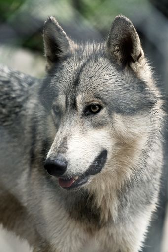 A vertical closeup shot of a beautiful wolf in a forest