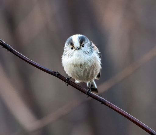 A serene shot of a long-tailed tit resting on a tree branch