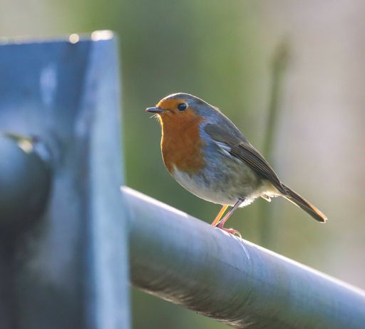 An adorable robin on a railing looking downwards with its head bowed