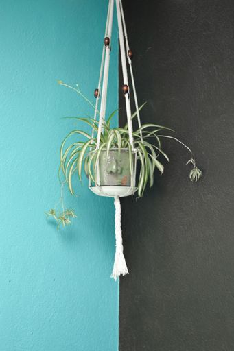A vertical shot of a plant hanging on the blue and black wall